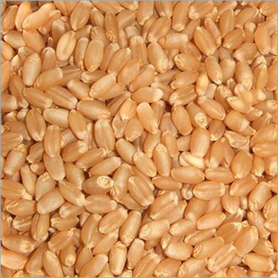 Wheat Grain