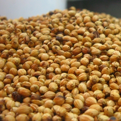 Coriander seeds