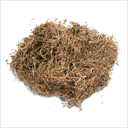 Brahmi Herb