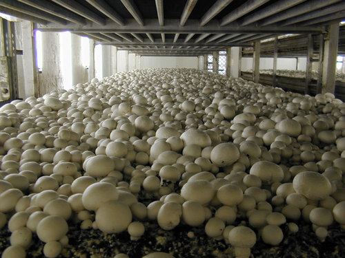 Mushroom Fertilizer