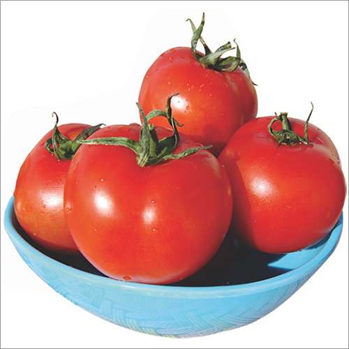 Hybrid Tomato Seed