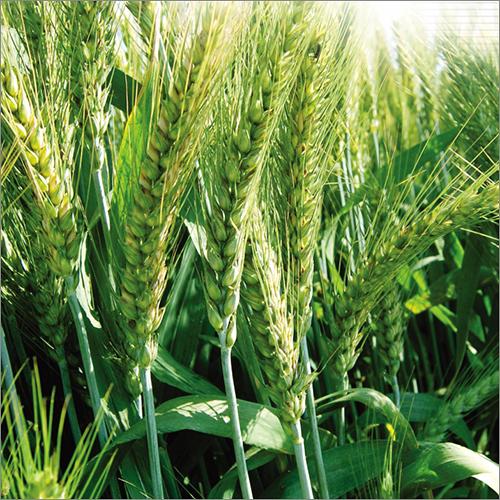Wheat Seed