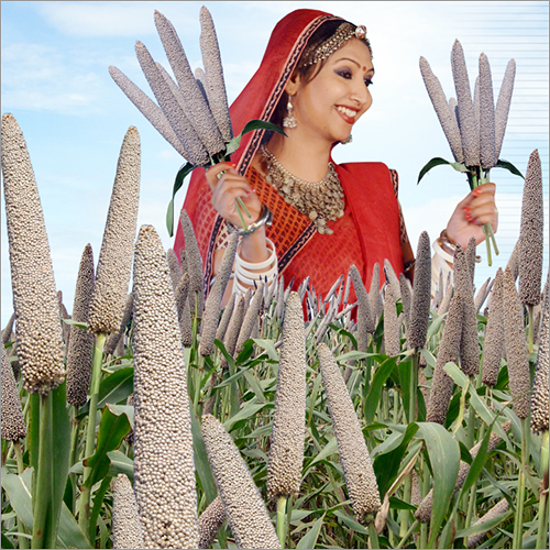 Pearl Millet