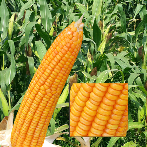 Maize