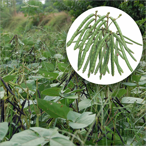 Moong Seed