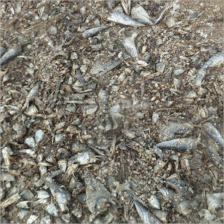 Fish Waste