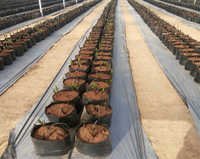 Grow Bag System