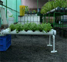 Hydroponic System