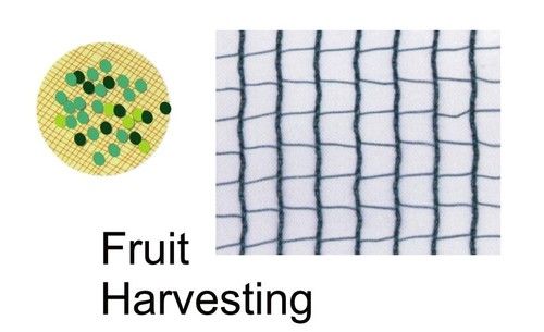 FRUIT HARVESTING