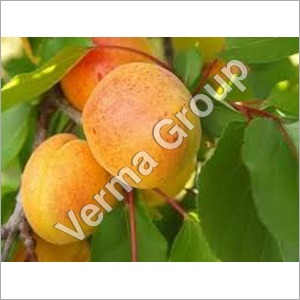 Apricot Kernel Carrier Oil