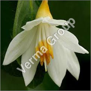 Benzoin Co2 Extract Oil