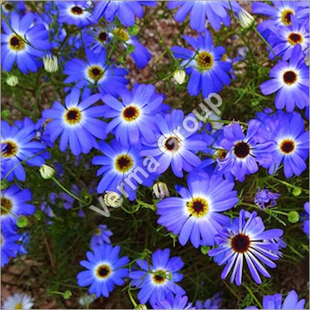 CHAMOMILE BLUE FLORAL WATER