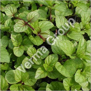 Mentha Citrata Oil