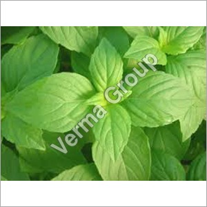 Therapeutic Basil Oil