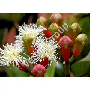 Therapeutic Clove Bud oil