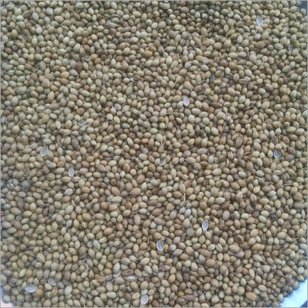 Dried Coriander Seeds