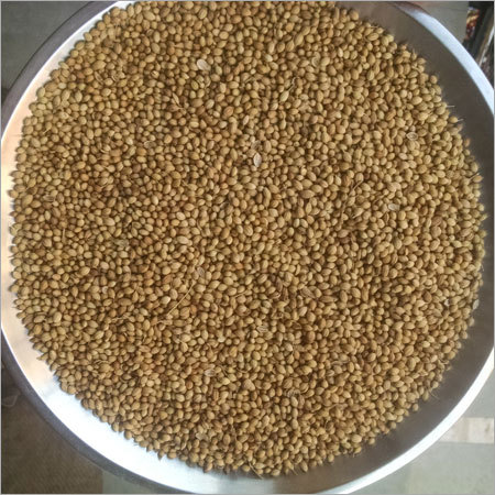 Organic Coriander Seeds