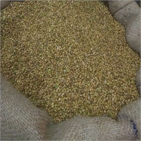 Natural Coriander Seeds