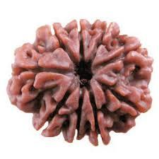 Seven Mukhi Rudraksha