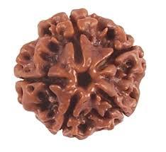 Eight Mukhi Rudraksha