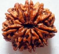 Ten Mukhi Rudraksha