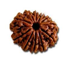 Elven Mukhi Rudraksha