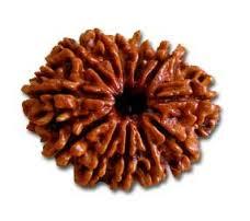 Twelve Mukhi Rudraksha