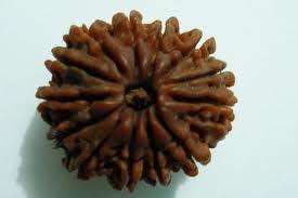 Thirteen Mukhi Rudraksha