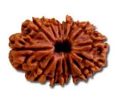 Fourteen Mukhi Rudraksha