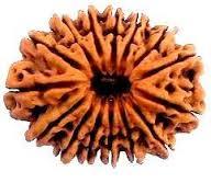 Fifteen Mukhi Rudraksha