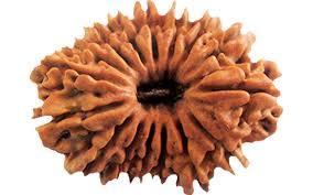 Sixteen Mukhi Rudraksha