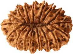 Seventeen Mukhi Rudraksha