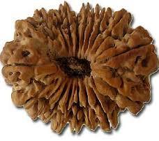 Nineteen Mukhi Rudraksha
