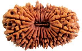 Twenty one mukhi Rudraksha