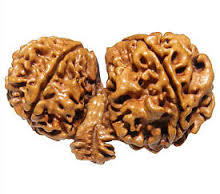 Gowri Shankar Rudraksha