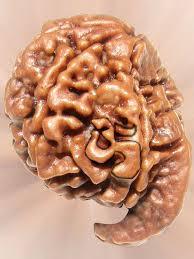 Ganesh Rudraksha