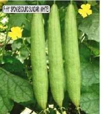 Green Sponge Gourd Sundari Seeds
