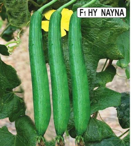 Sponge F1 Hy Nayna Gourd Seeds
