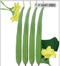 Ridge Gourd Seeds