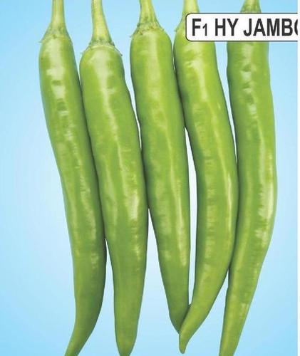 Chilli Seeds - 100g Weight, 98% Purity, Green Color | High-Quality Vegetable Seed Variety