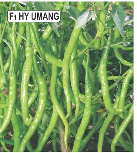 Chilli Seeds - 100g Green Variety | 98% Purity, High-Quality Vegetable Seed