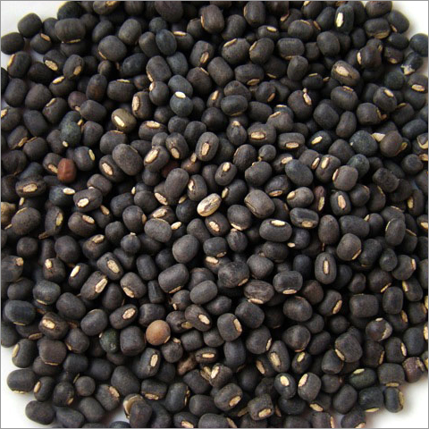 Black Whole Urad