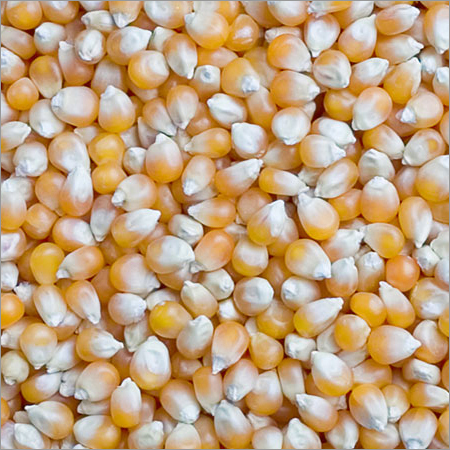 Yellow Maize
