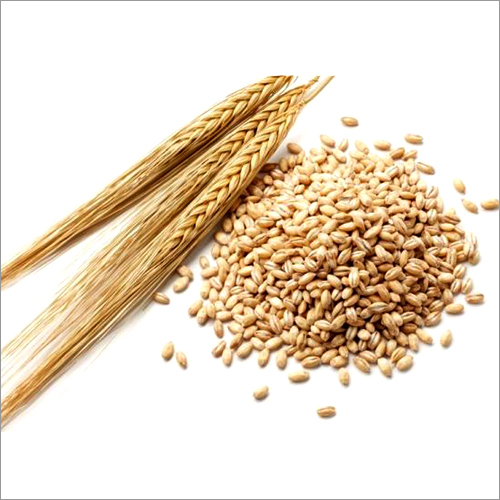 Indian Wheat