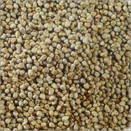 Bajra Seeds