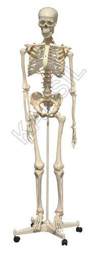 Skeleton with Stand Model