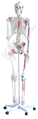 Human Skeleton With Muscles & Ligaments Model