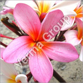 Frangipani Absolute Oil