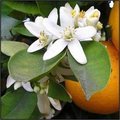 Neroli Essential Oil Age Group: All Age Group