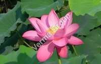 Pink Lotus Absolute Oil